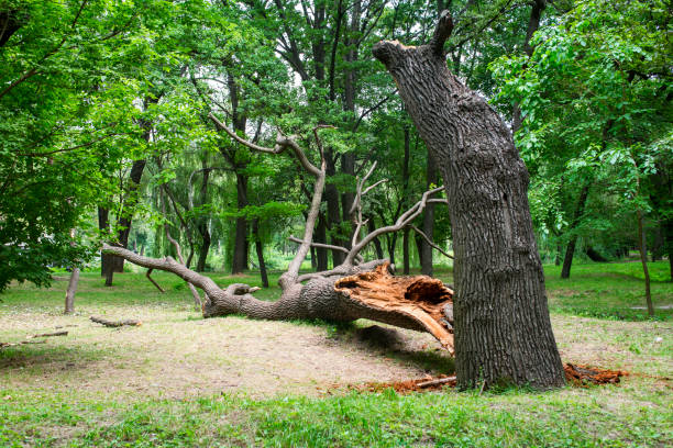 Best Storm Damage Tree Cleanup  in Newmanstown, PA