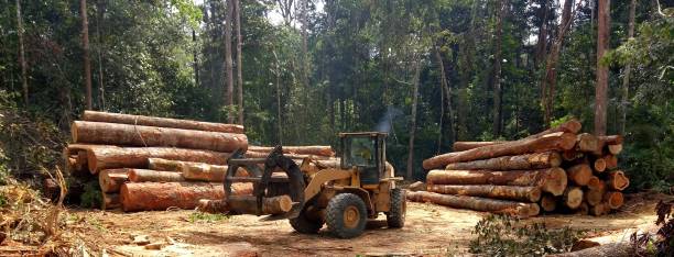 Best Tree Removal  in Newmanstown, PA