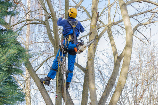 Best Lawn Maintenance Plans  in Newmanstown, PA