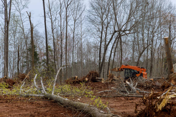 Best Leaf Removal  in Newmanstown, PA