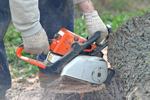 Best Lawn Disease Treatment  in Newmanstown, PA